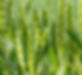 wheat.jpg
