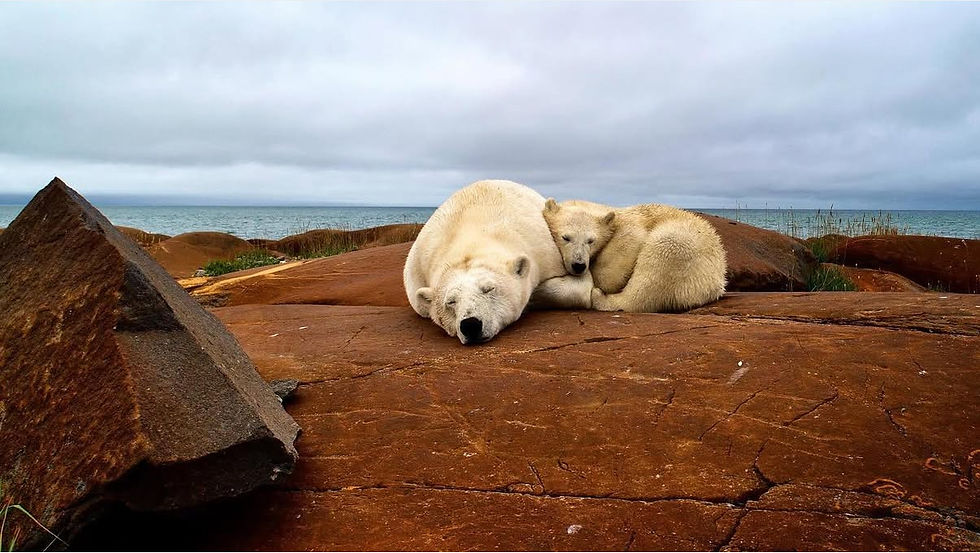 Filming in the Arctic: Stories Behind Our Wildlife Reel