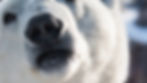 Close-up of a polar bear's face with focus on its nose, snowy fur visible, set against a blurred icy background. The bear appears calm.
