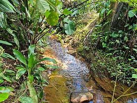 Costa Rican mountain home with creek and fruit trees in Pérez Zeledón