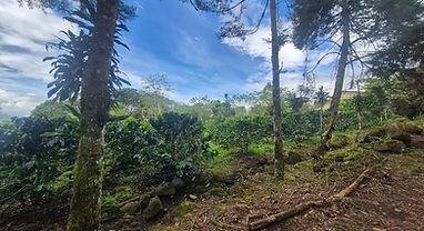 Private 1.9 Ha Farm in Santa Elena – Usable Land, Forest, and Scenic Setting