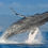 Thumbnail: Whale Watching Cabo Rey