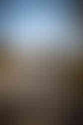 all wheel drive car in forest