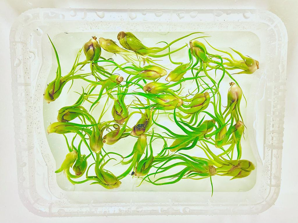 Tillandsia caput-medusae air-plants soaking in a tub of water.