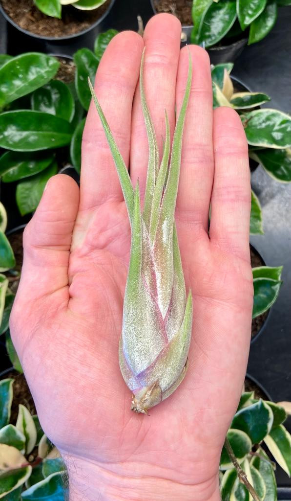 Tillandsia caput-medusae in palm of hand. Trichomes visible as silver sheen on green leaves.