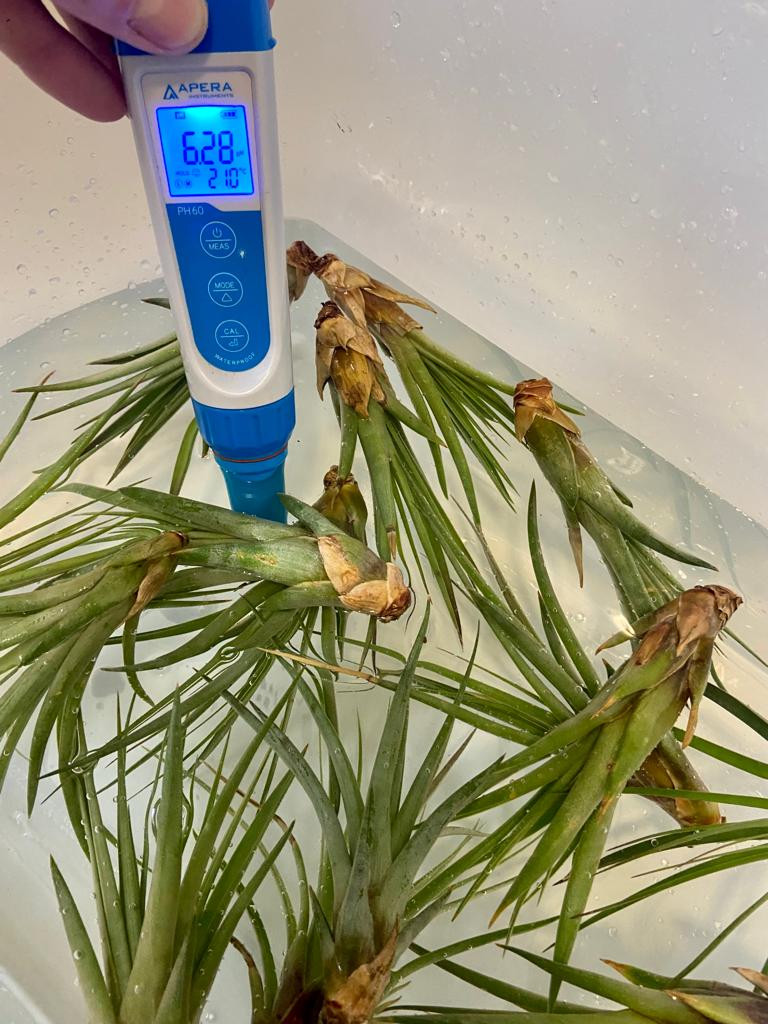 Tillandsia fasciculata air-plants soaking in water, pH meter displaying pH of 6.28.
