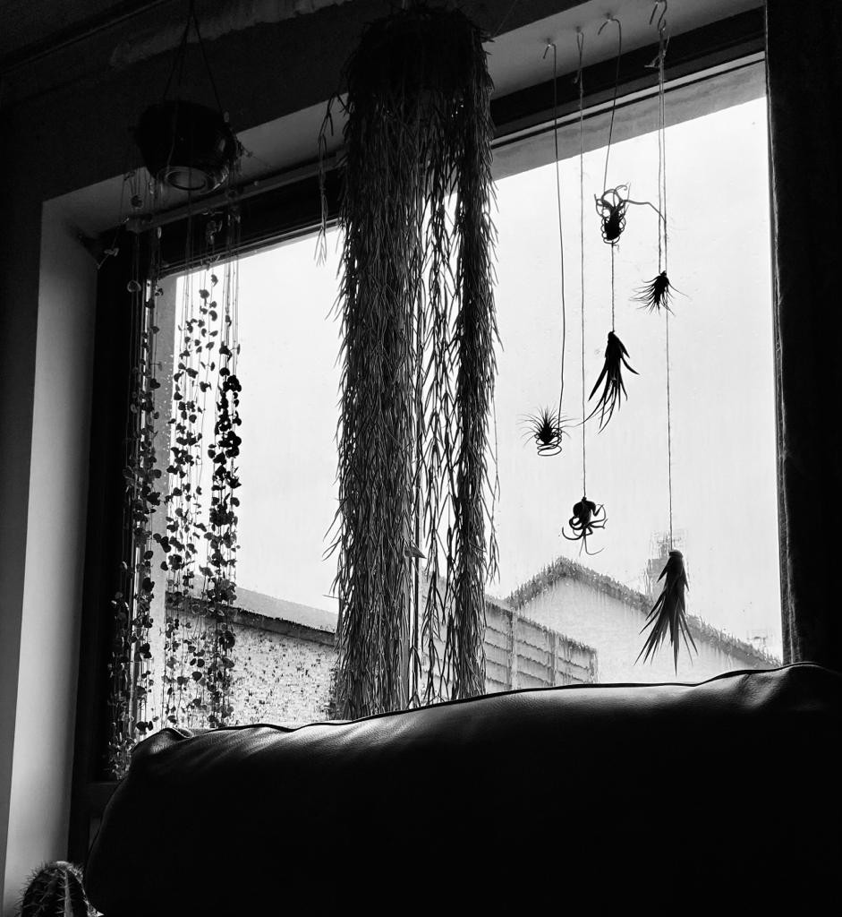 Black and white image of air-plants hanging in a window next to a Hoya linearis, and Ceropegia woodii on rainy Irish day.