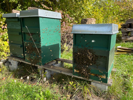 Bienen Alarm am Stand