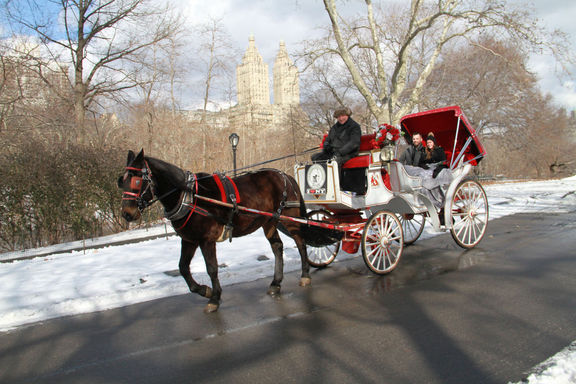 Carriage Ride in Central Park by Official NYC Horse Carriage Ride company!