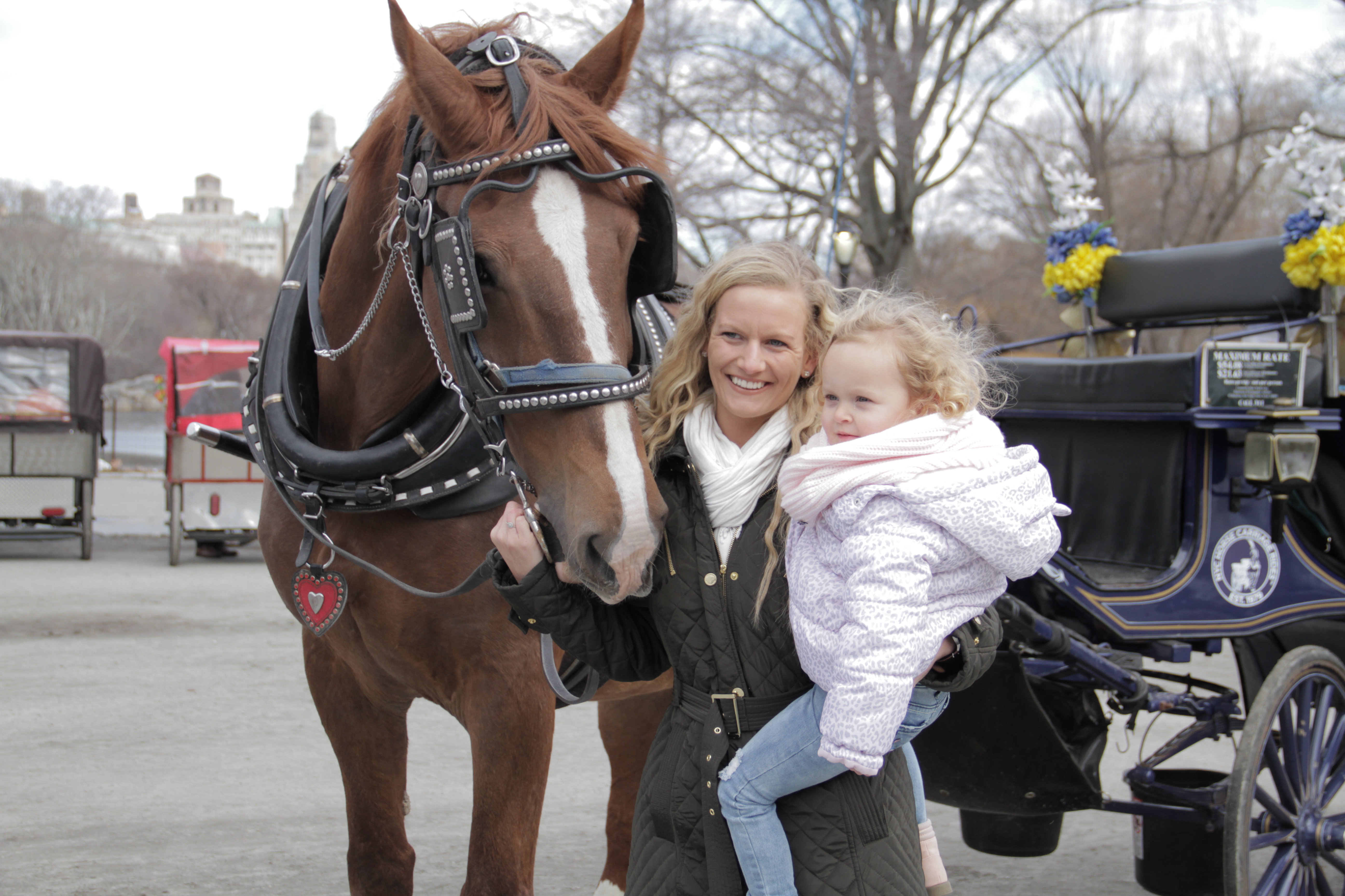horse drawn carriage central park price horse drawn carriage central park price