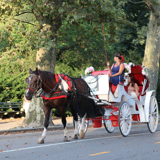 Central Park Carriage Rides | NYC Horse Carriage Rides EST.1979