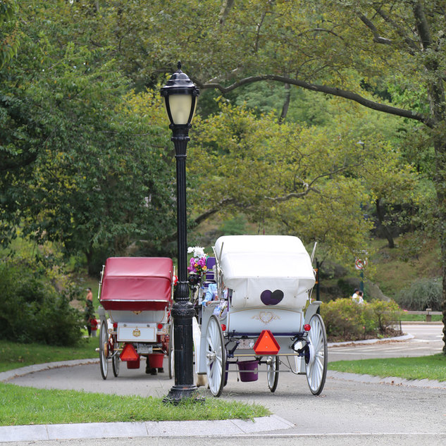 Central Park Carriage Rides | NYC Horse Carriage Rides EST.1979