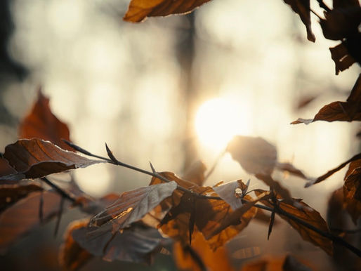 Discovering Joy as Your Inner Compass for True Healing