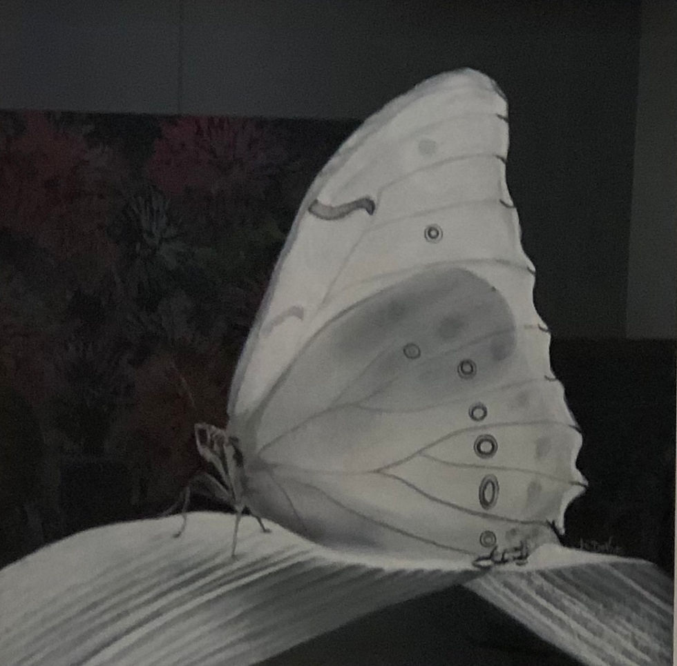 White Butterfly