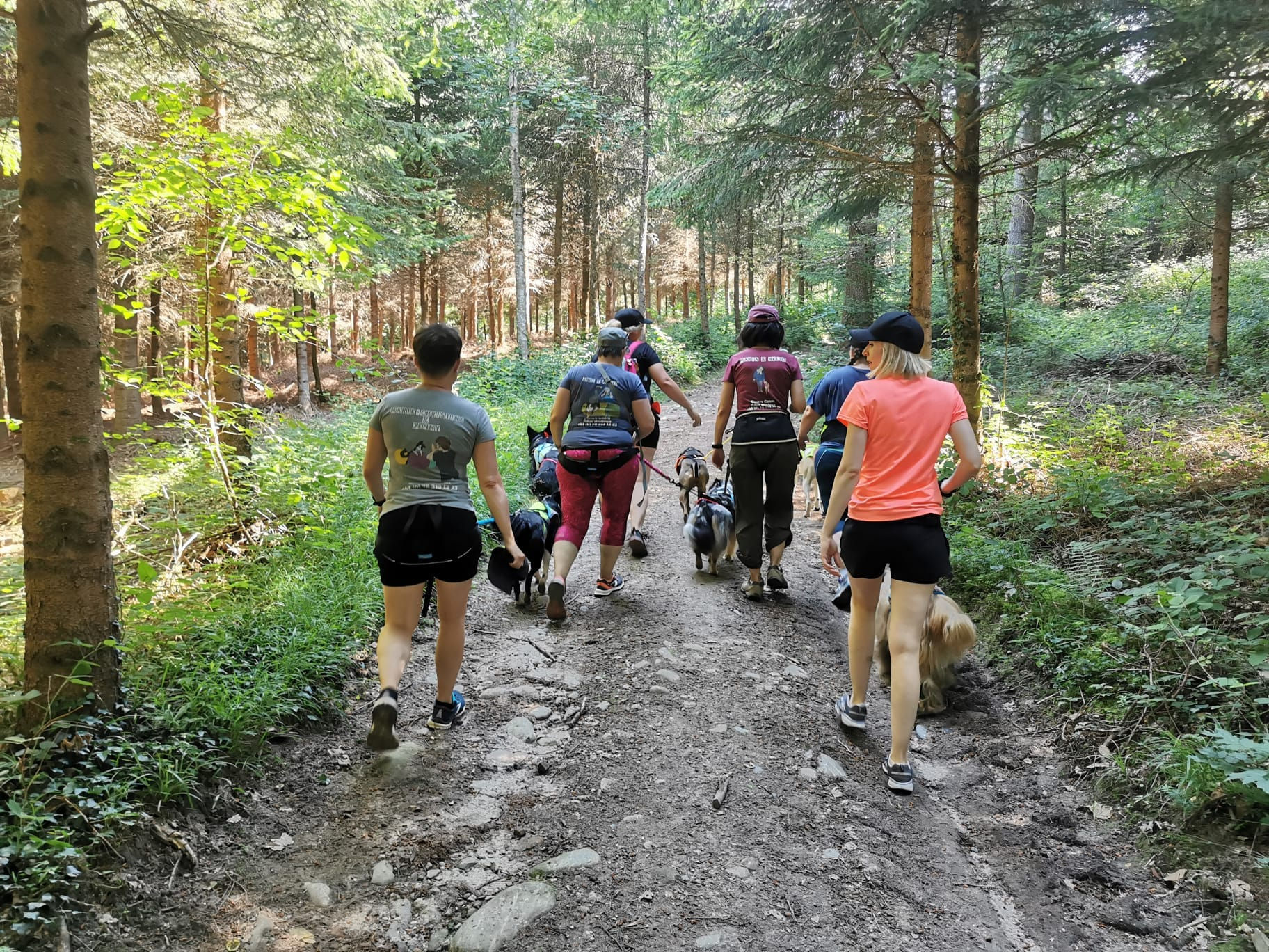 Location Ensemble matériel Cani Rando/Cross