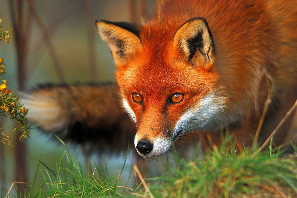 1316886-un-renard-illustration.jpeg