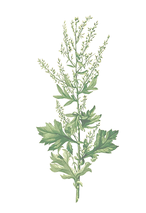 1200px-Artemisia_vulgaris_Blanco2_edited