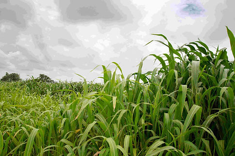 5 Sorghum white-compressed (1).jpg