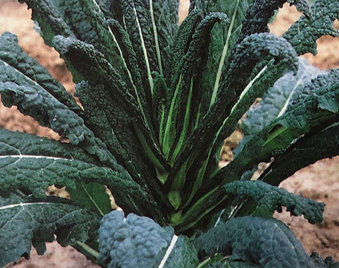 Kale Exotic Vegetable Seeds | AKT Biotech | Seeds Manufacturer in India