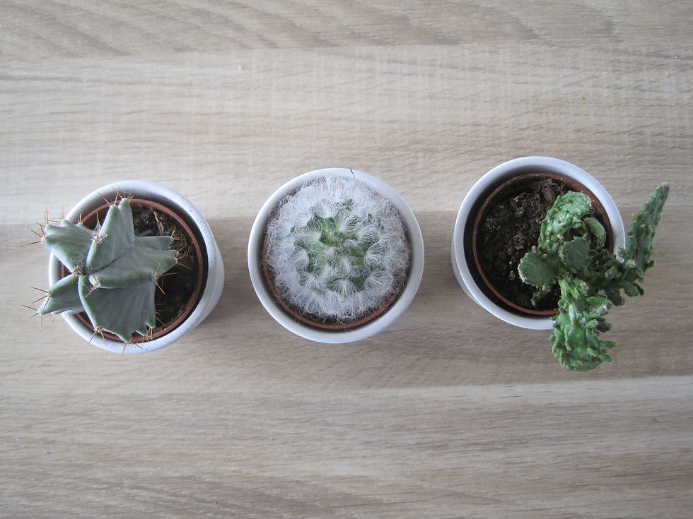 Cactus