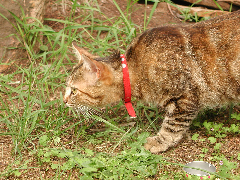Chat roux