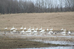 Embryo Heifers and Swans, April 2009 130