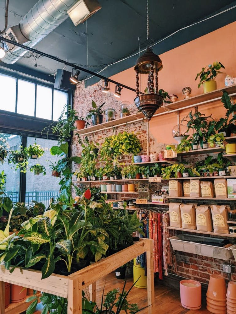 Bad Seed Coffee & Nodest Home Plants