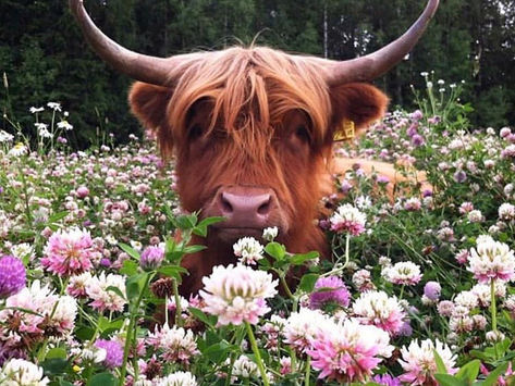 How to Harness the Energy of Taurus Season (approx. April 20-May 20)