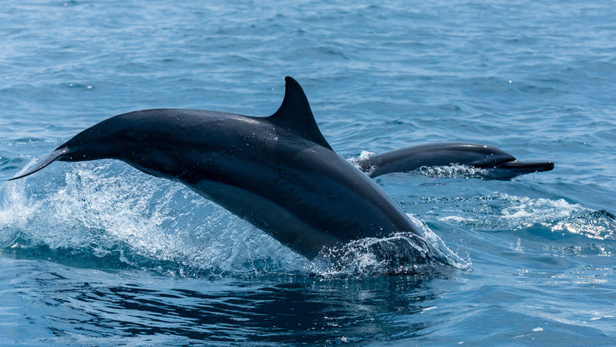 Dolphine Watching Kalpitiya Sri Lanka