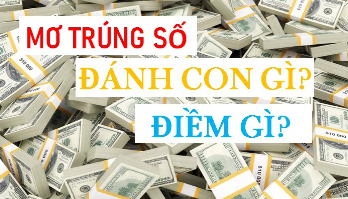 Nằm mơ thấy trúng số nên đánh con gì
content media