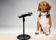 public speaking (dog).jpg