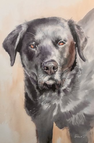 Daisy the Labrador.heic
