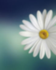 bloom-blossom-close-up-36764.jpg