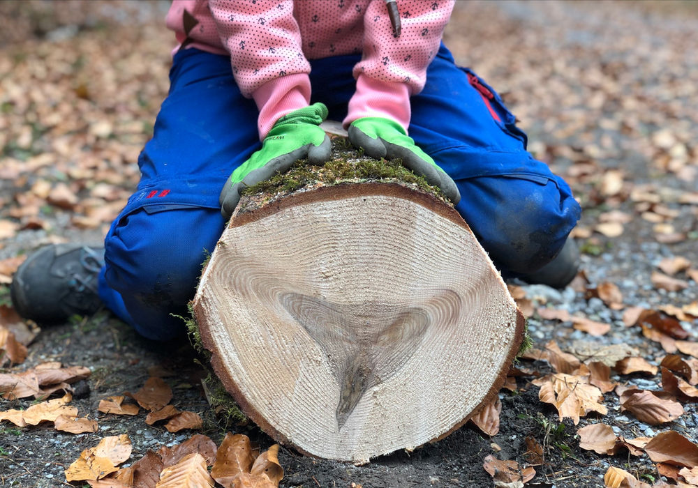 Neues aus dem Waldschulzimmer