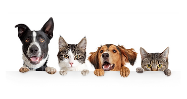 一般診療(犬・猫)