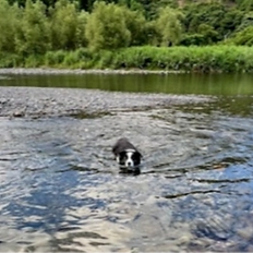 川を泳ぐワンちゃん