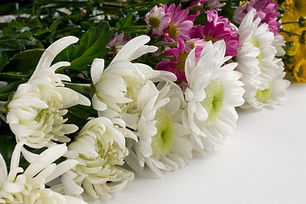 菊の花