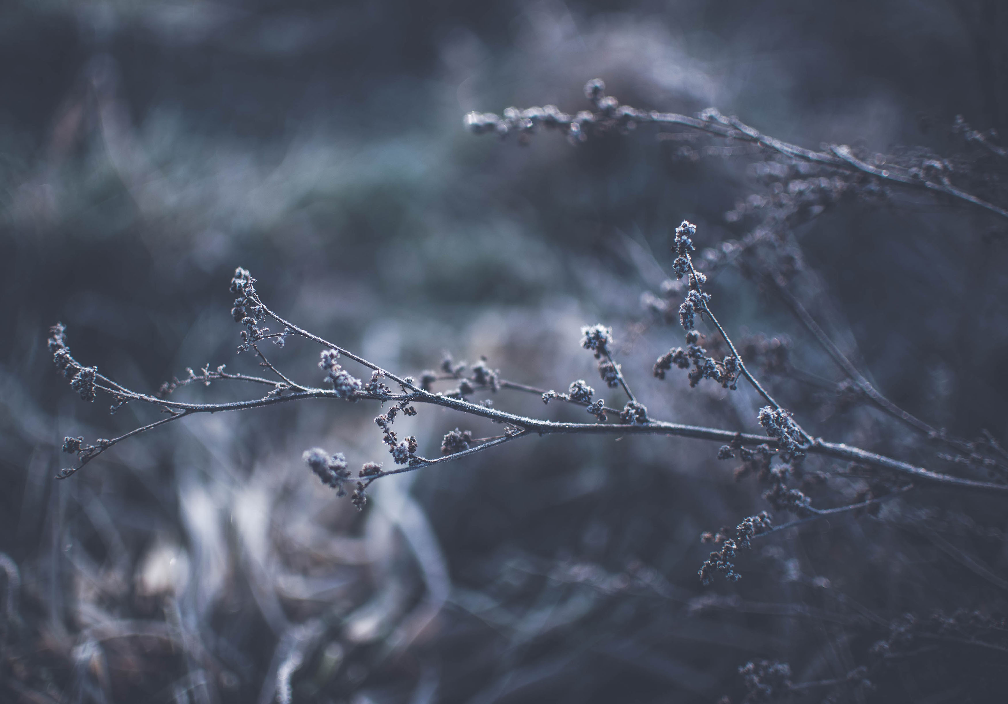 Frozen Branch