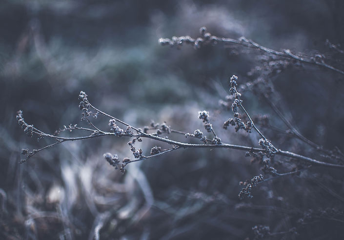 Frosted Branches