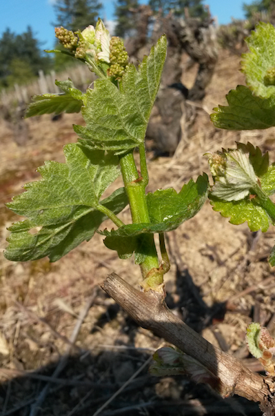 Cep le 14 avril : grappes rudimentaires