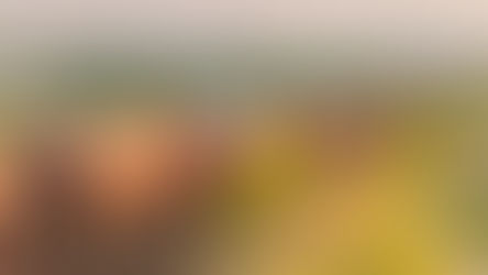 Pierwsza ukraińska kukurydza w drodze do Egiptu