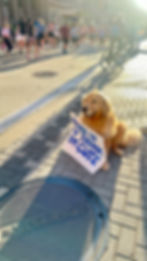 Golden retriever with “Run if you think I’m cute” sign sits on a sunlit street. Runners and cyclists pass by on brick sidewalk.