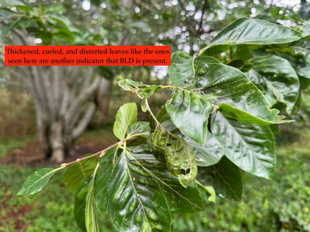beech leaf disease leaf symptoms