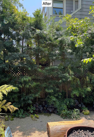Fern pine (Podocarpus gracillior) after pruning