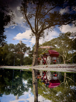 Reflection of a Horse and Carriage in Central Park, NY