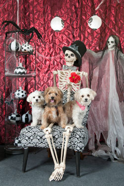 barknbites_halloween_2014 179