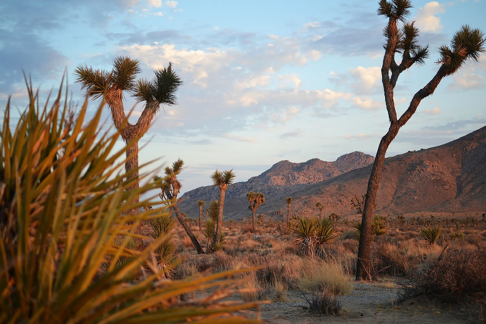 22 AMAZING Facts About the Joshua Tree Everything You Need to Know