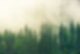 forest-trees-fog-environmental-impact