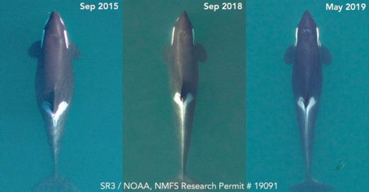 orcas-weight-comparison