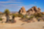 paysage-desertique-yucca